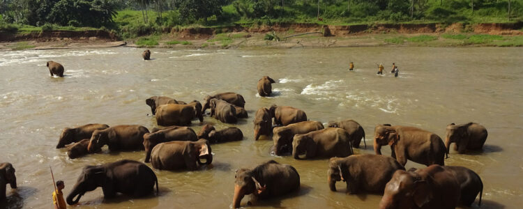 Viaje Visitar Sri Lanka Verano