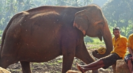 Que Hacer En Sri Lanka