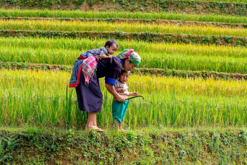 Campos De Arroz - Vietnam. Viajes A Vietnam Y Camboya