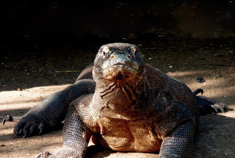 Viajes A Indonesia Komodo