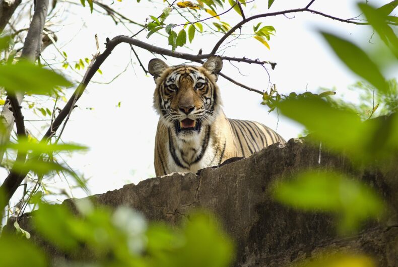 Ranthambore