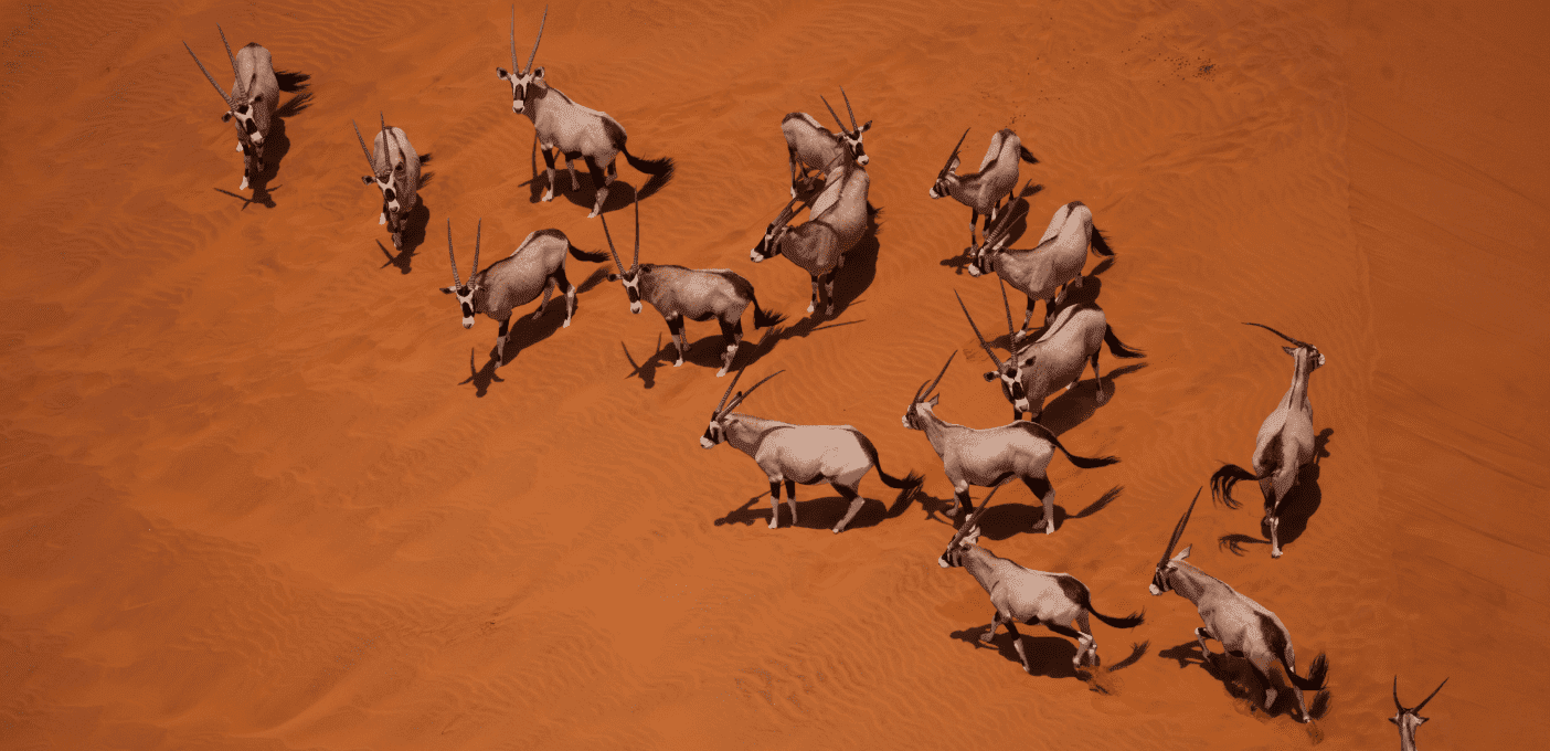 Vista aérea de una manada de órix (gemsbok) caminando sobre las dunas de arena roja del desierto del Namib.