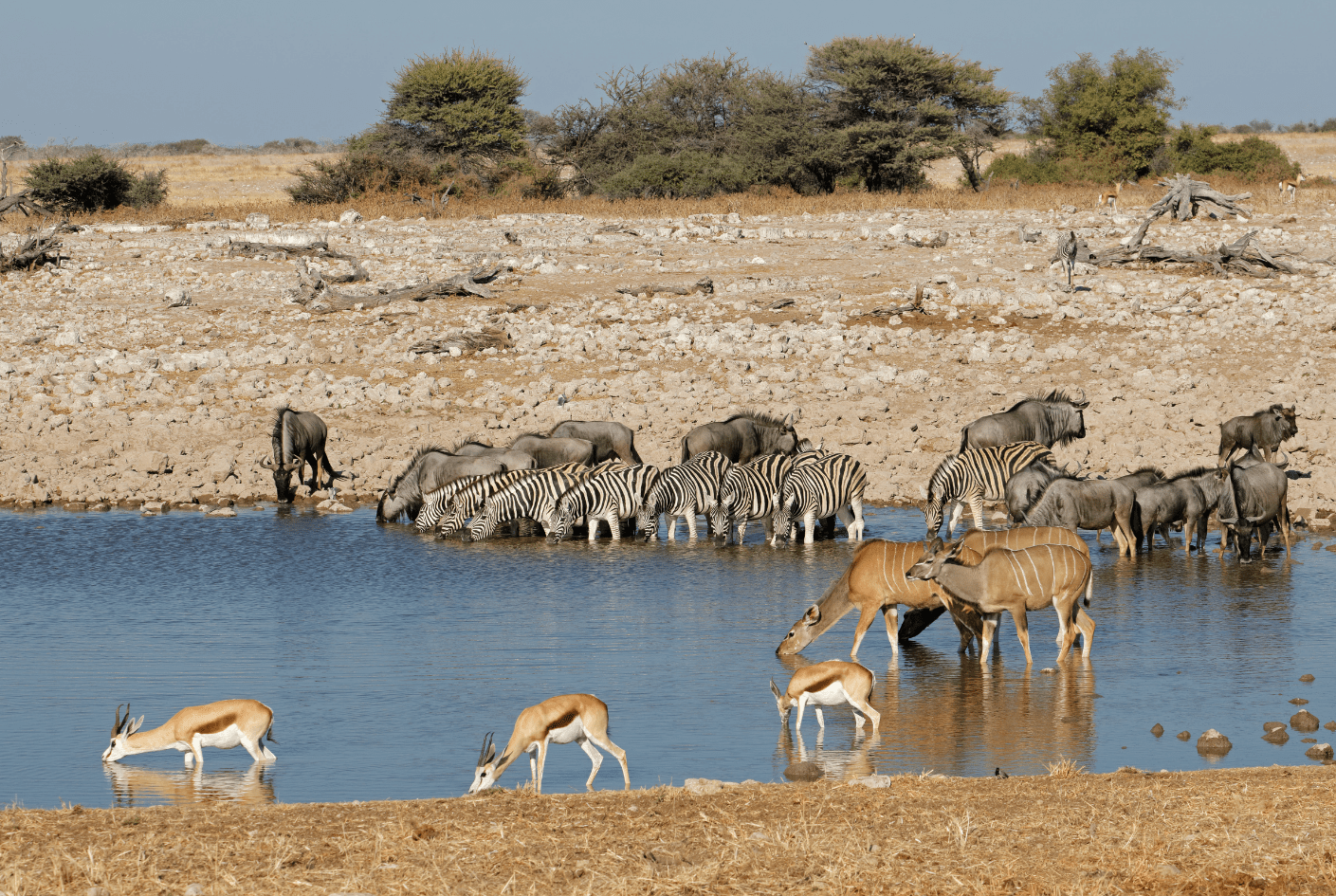 Diversas especies de animales bebiendo juntas en una poza de agua (waterhole) en Etosha: cebras, ñus, kudús y springboks en un día soleado.